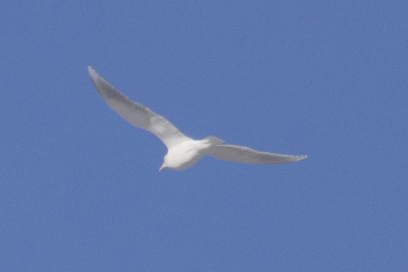 Iceland Gull (kumlieni) - ML613883877