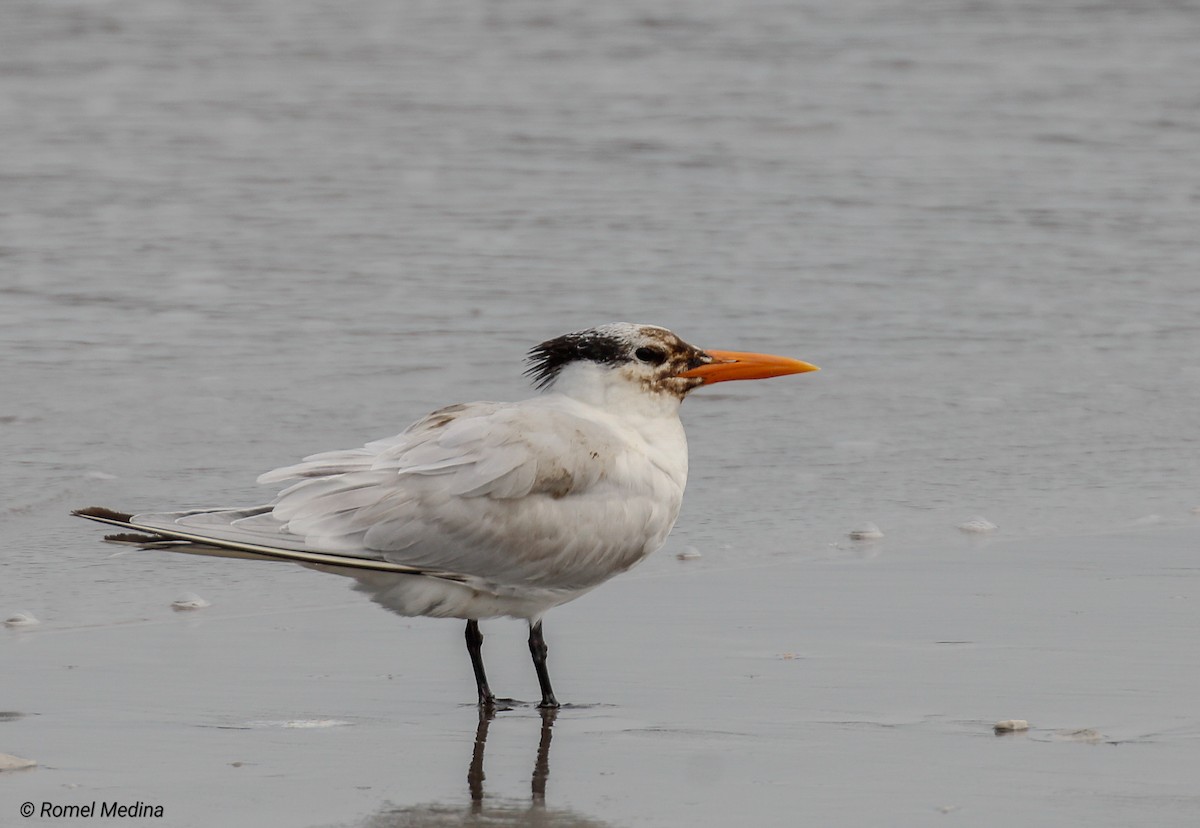 Royal Tern - ML613883953