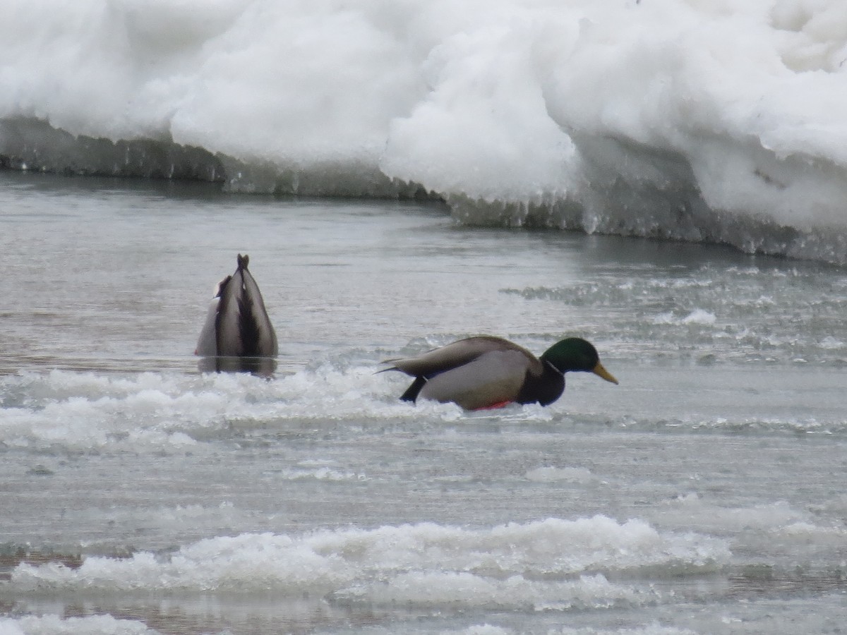 Canard colvert - ML613883966