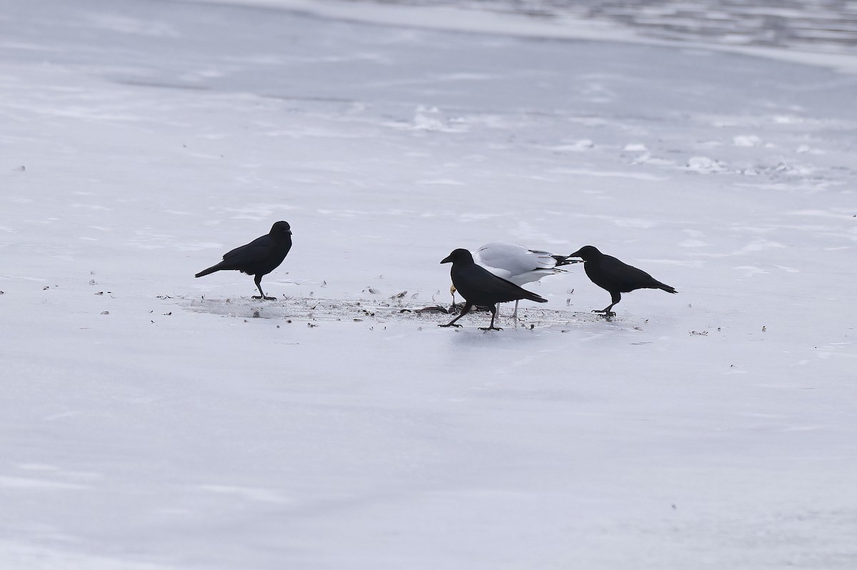 American Crow - ML613883976