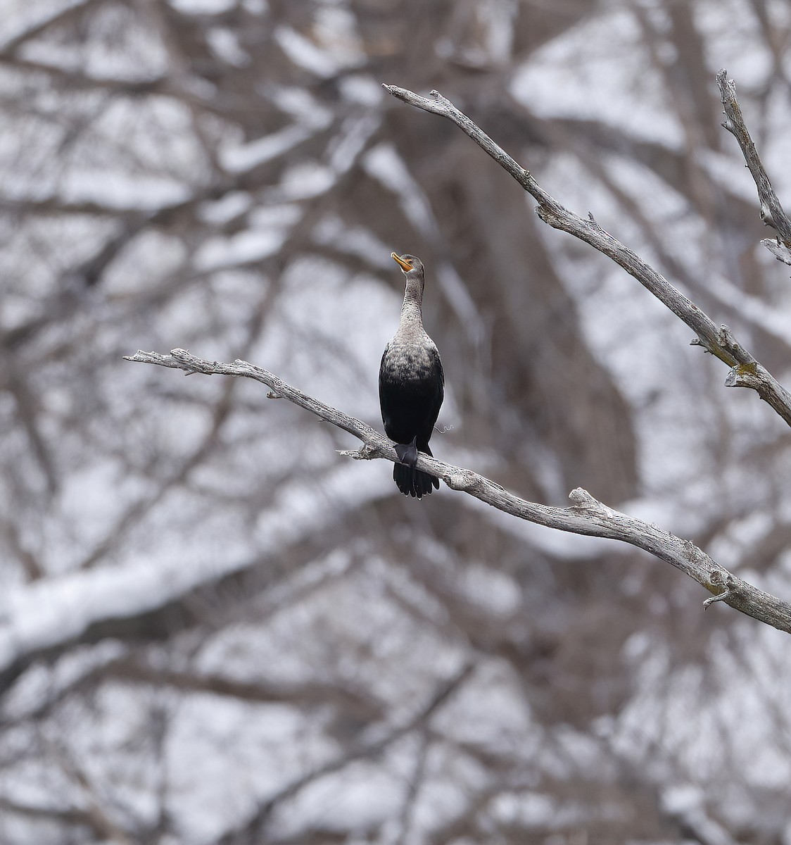 Double-crested Cormorant - ML613883978