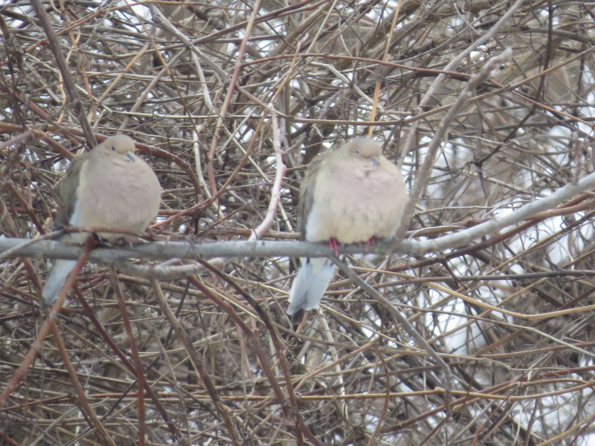 Mourning Dove - Ethan Maynard