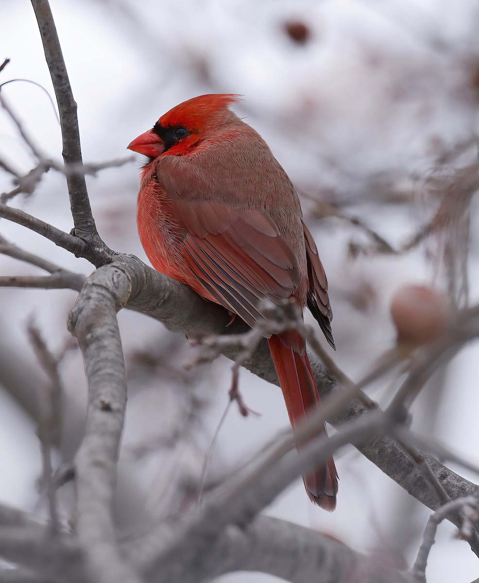 Northern Cardinal - ML613883982