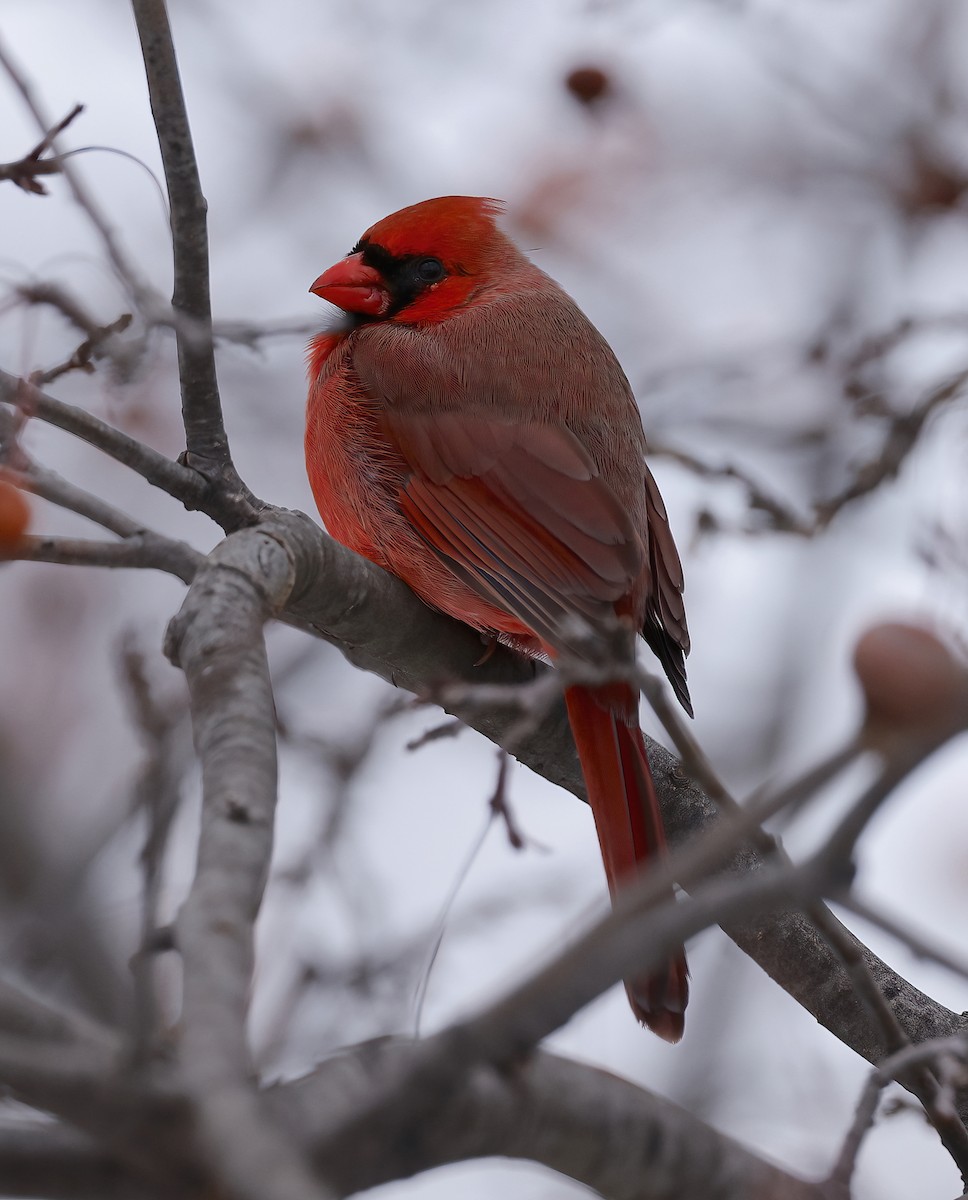 Northern Cardinal - ML613883985