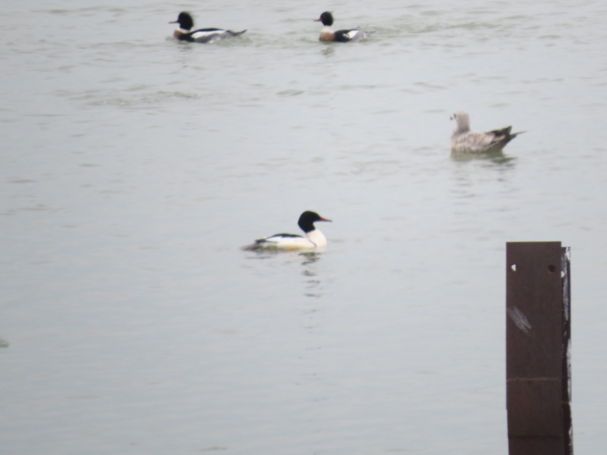 Common Merganser - ML613883987