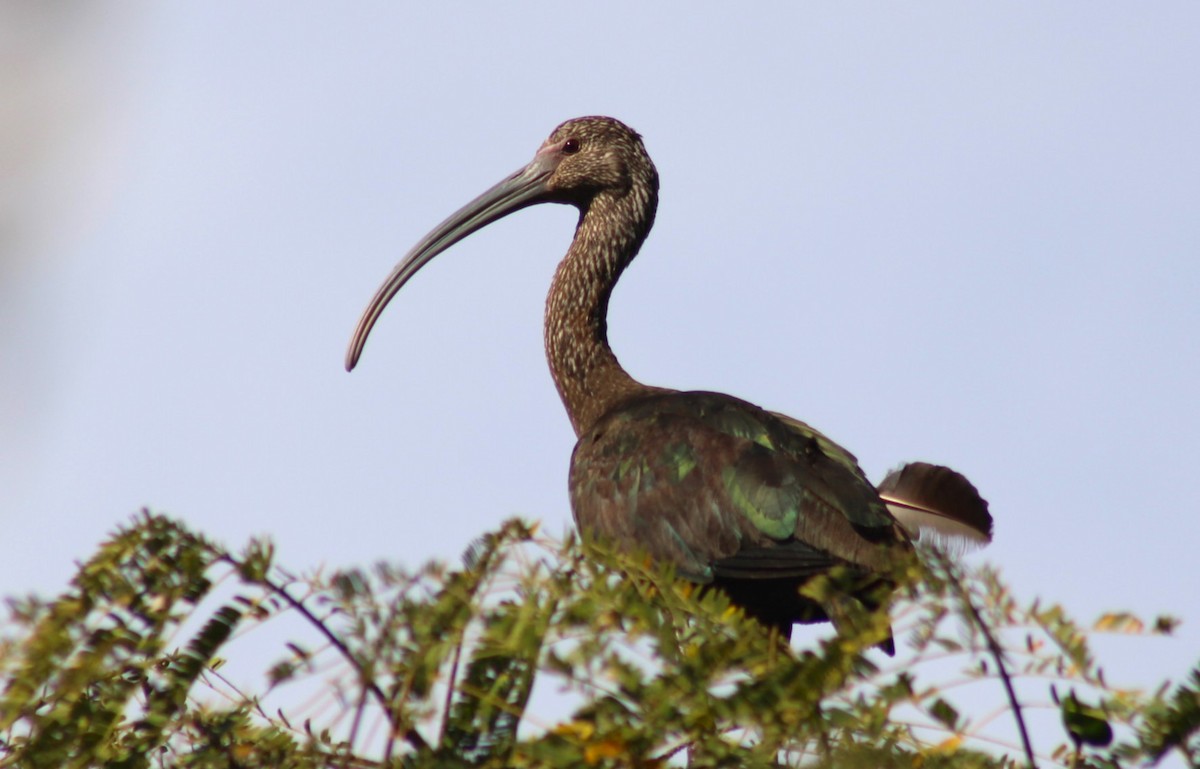 White-faced Ibis - ML613884026