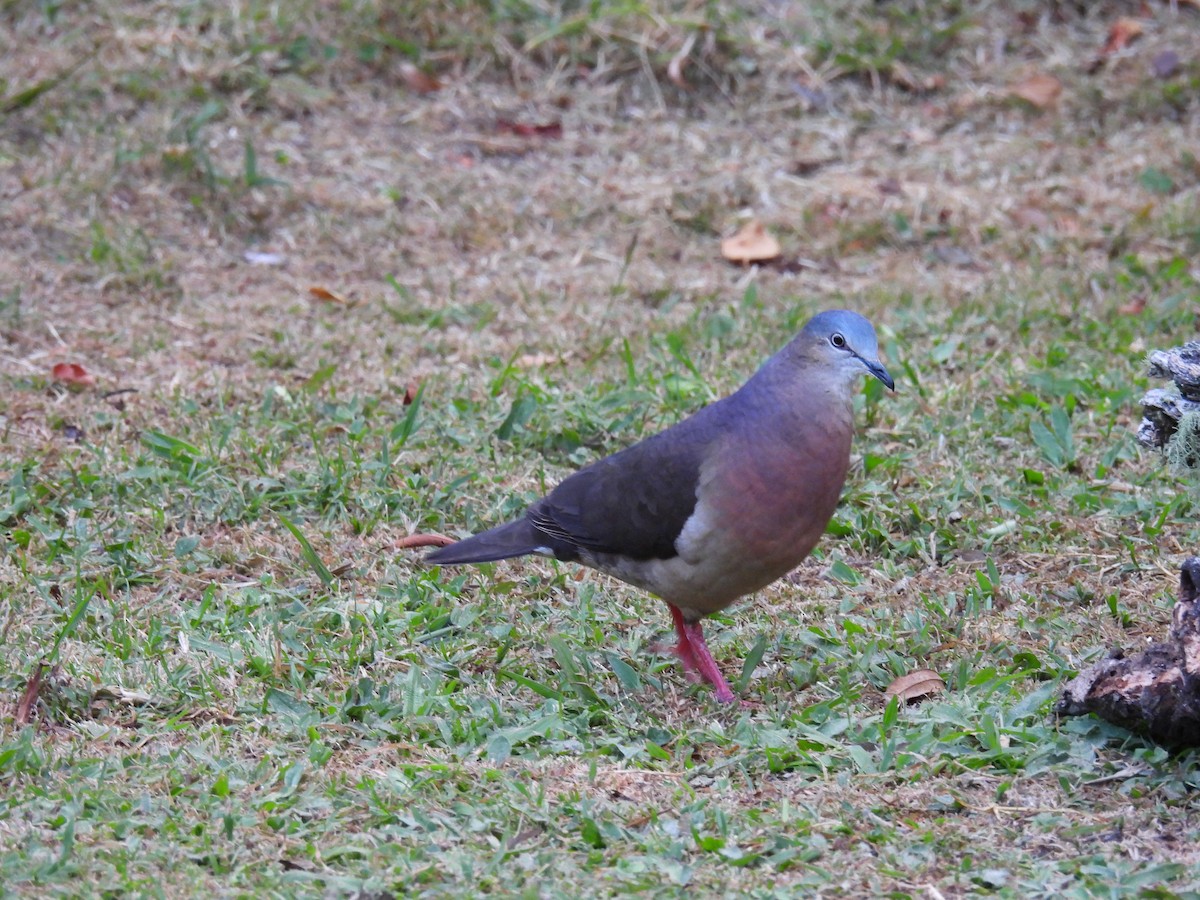 Tolima Dove - ML613884027