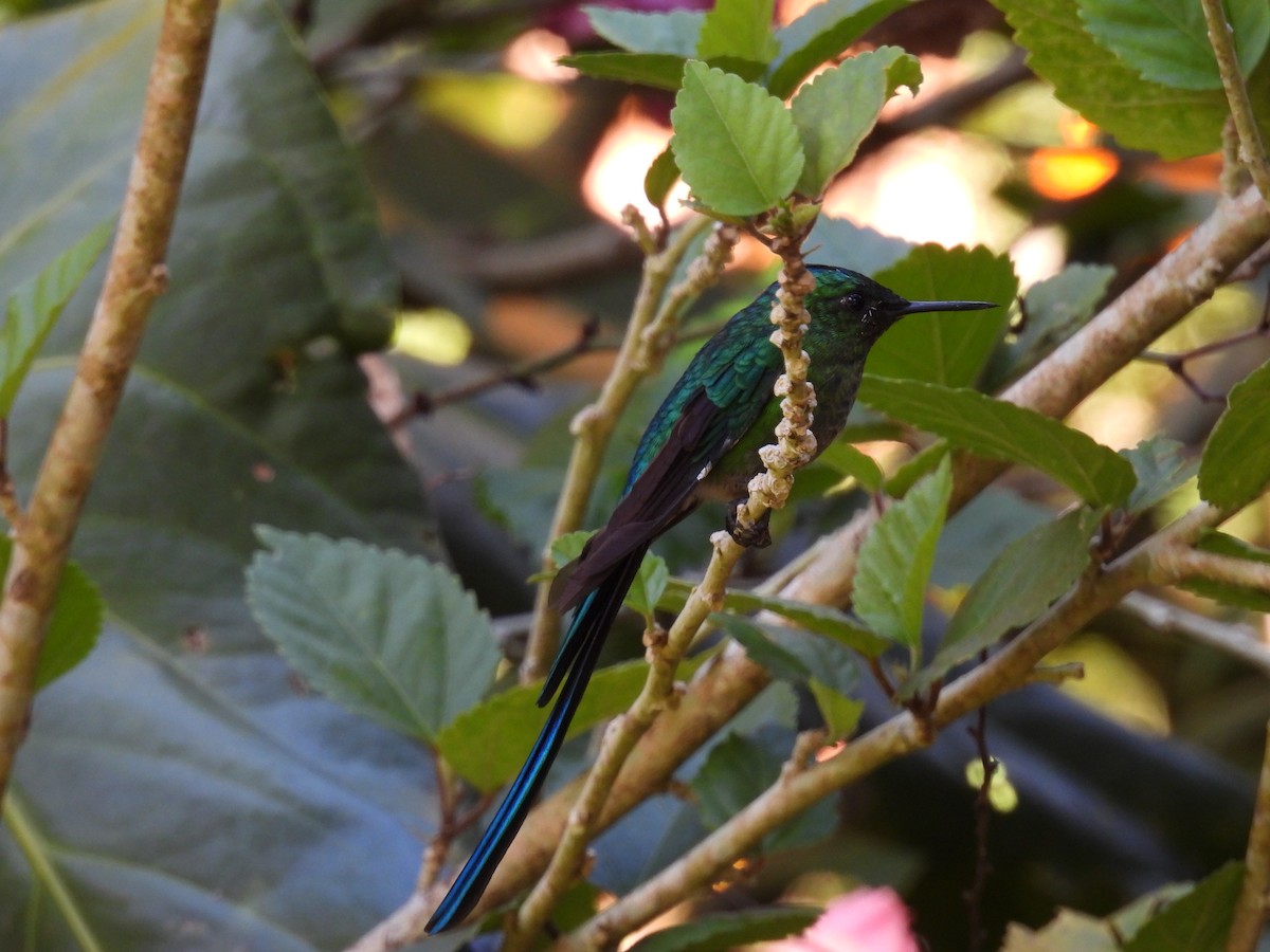 Long-tailed Sylph - ML613884038