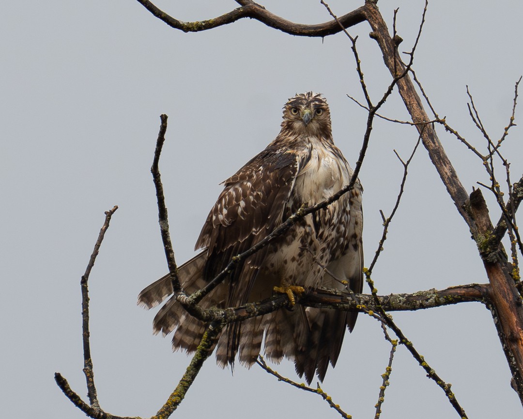 Red-tailed Hawk - ML613884051