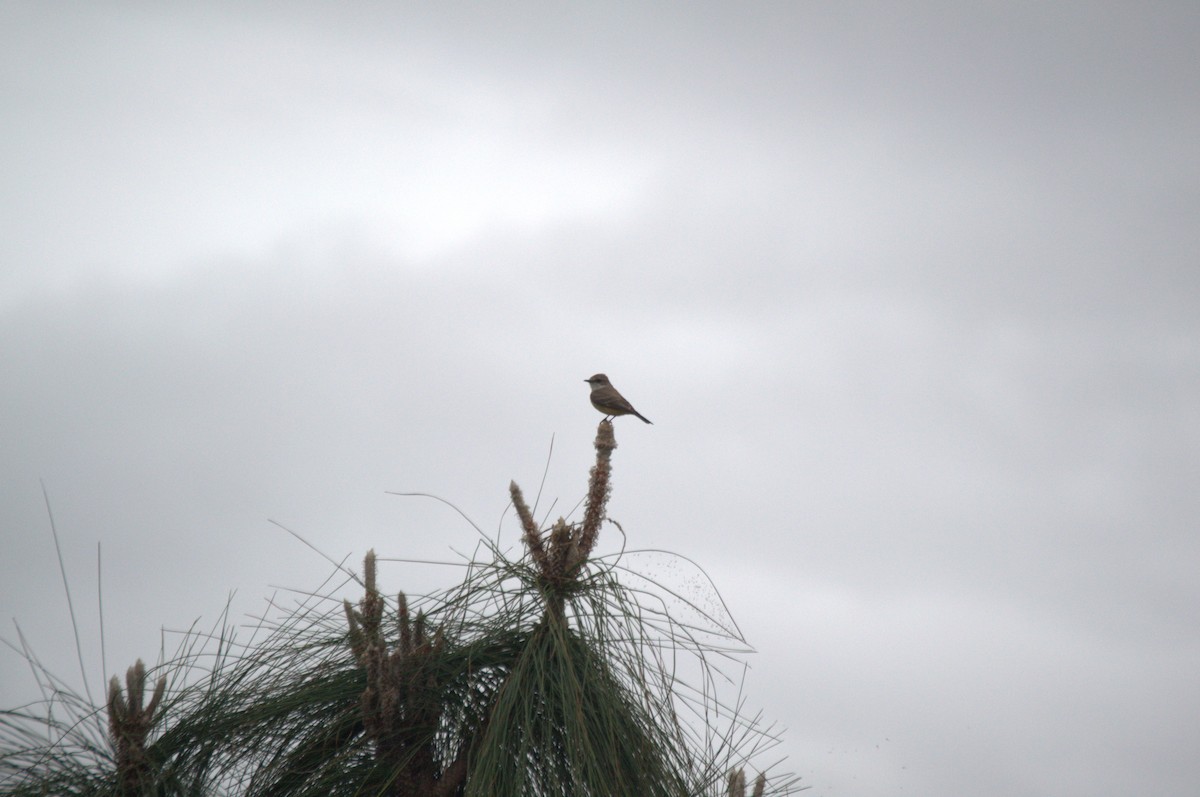 Vermilion Flycatcher - ML613884068