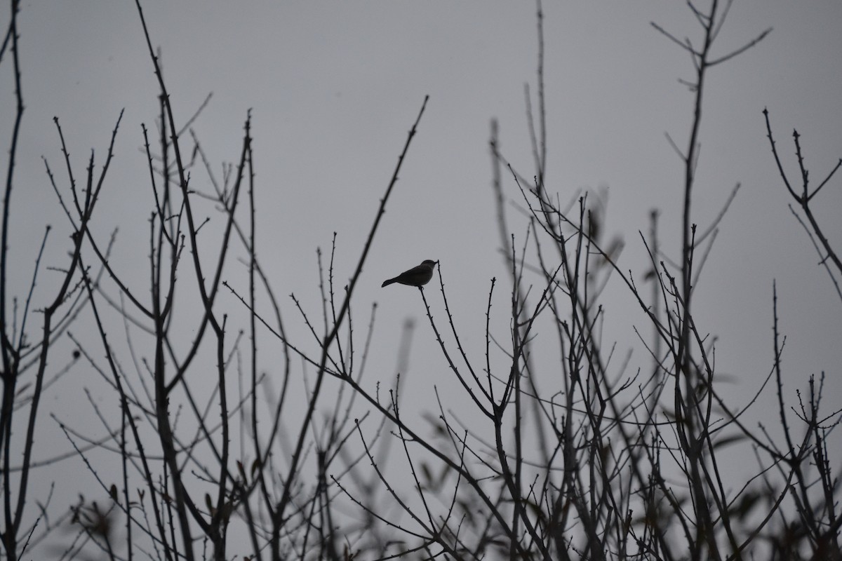 Vermilion Flycatcher - ML613884069