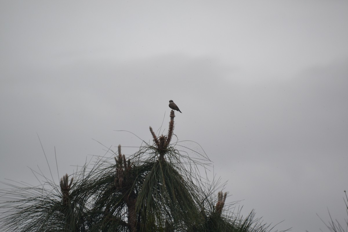 Vermilion Flycatcher - ML613884070