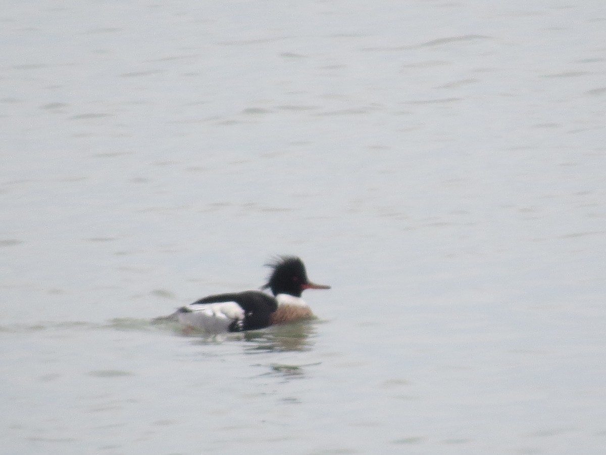 Red-breasted Merganser - ML613884111