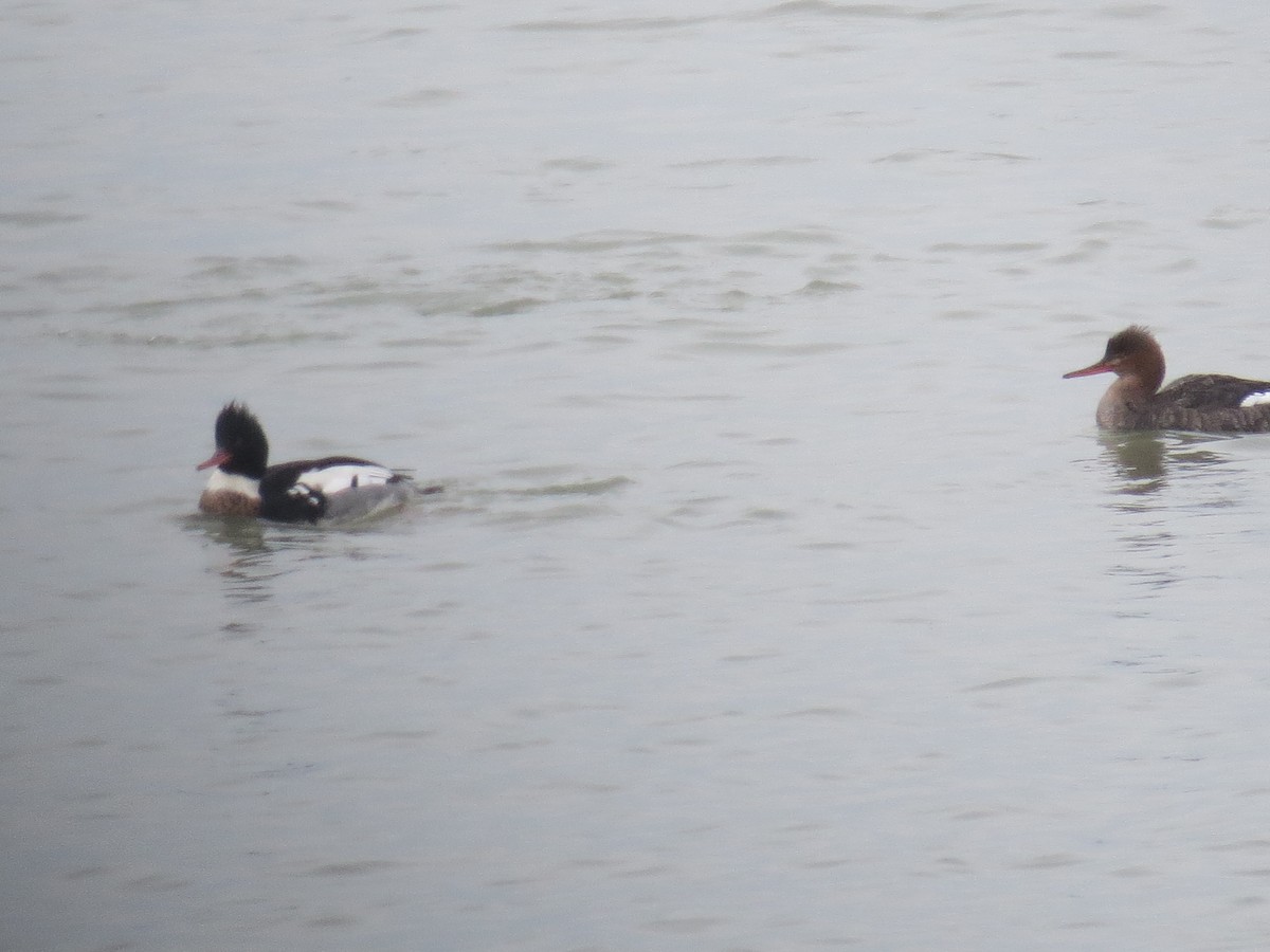 Red-breasted Merganser - ML613884117