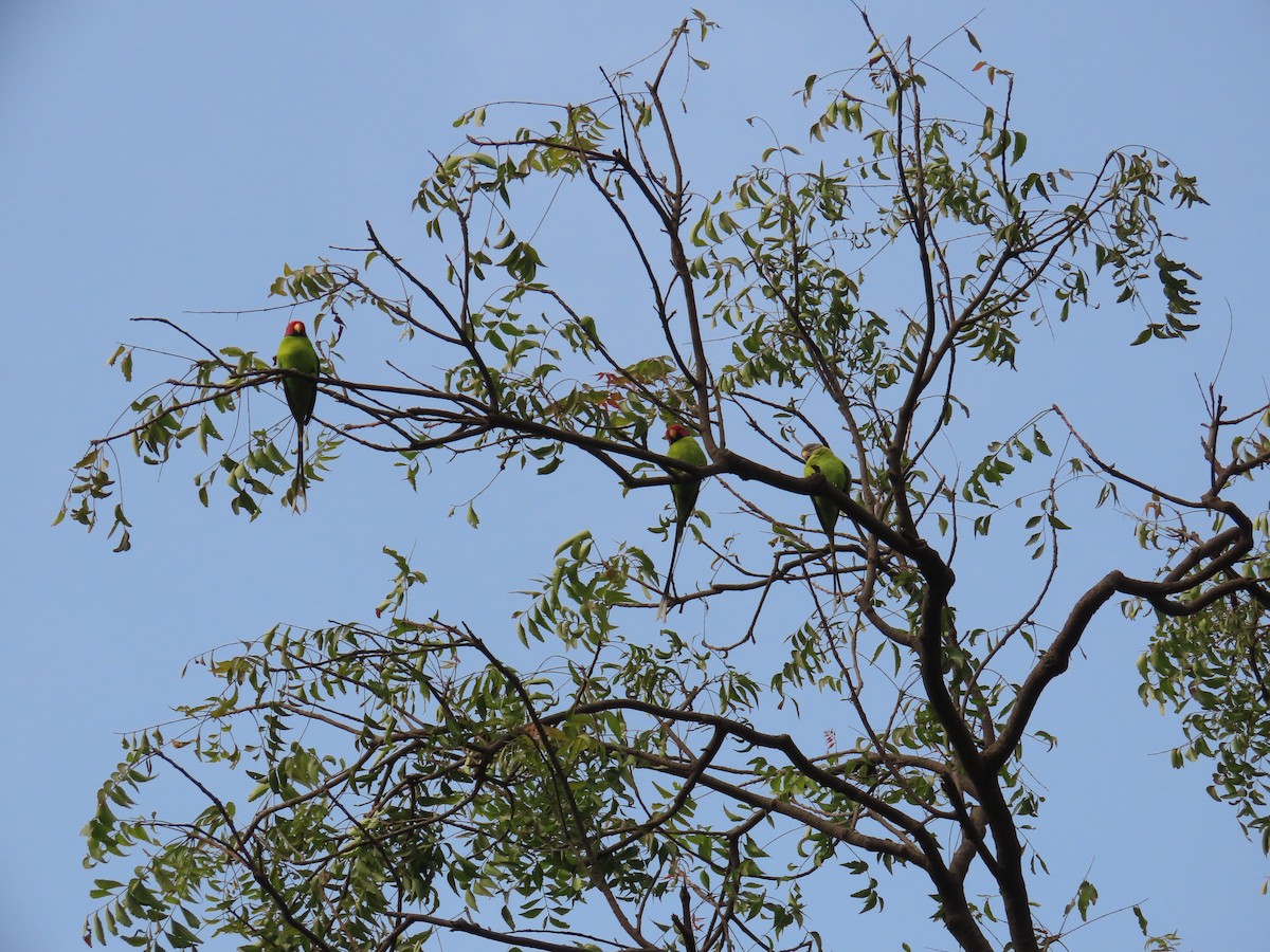 Plum-headed Parakeet - ML613884139