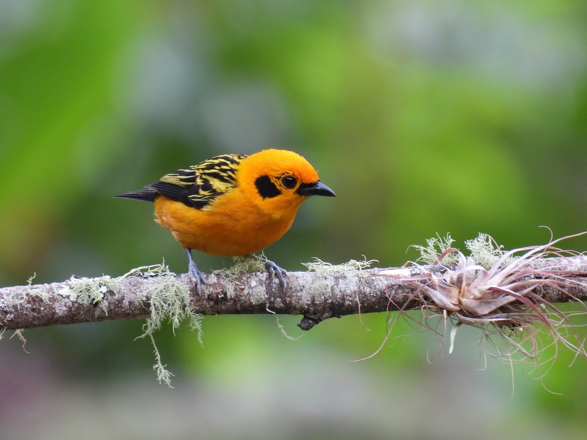 Golden Tanager - ML613884163