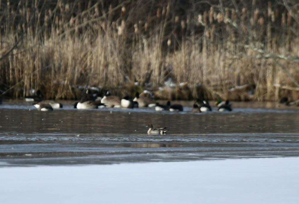 Northern Pintail - ML613884190