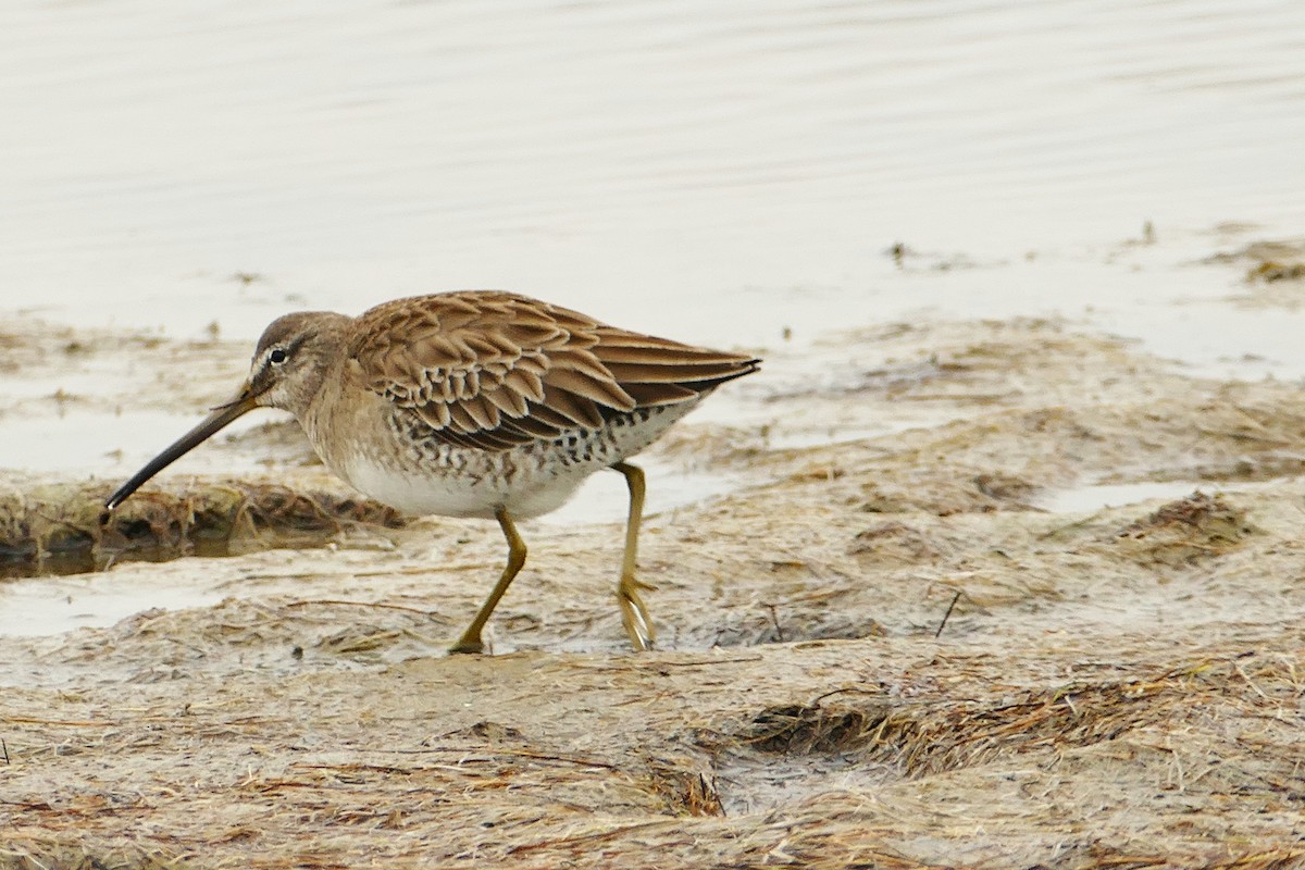 Short-billed Dowitcher (hendersoni) - ML613884221