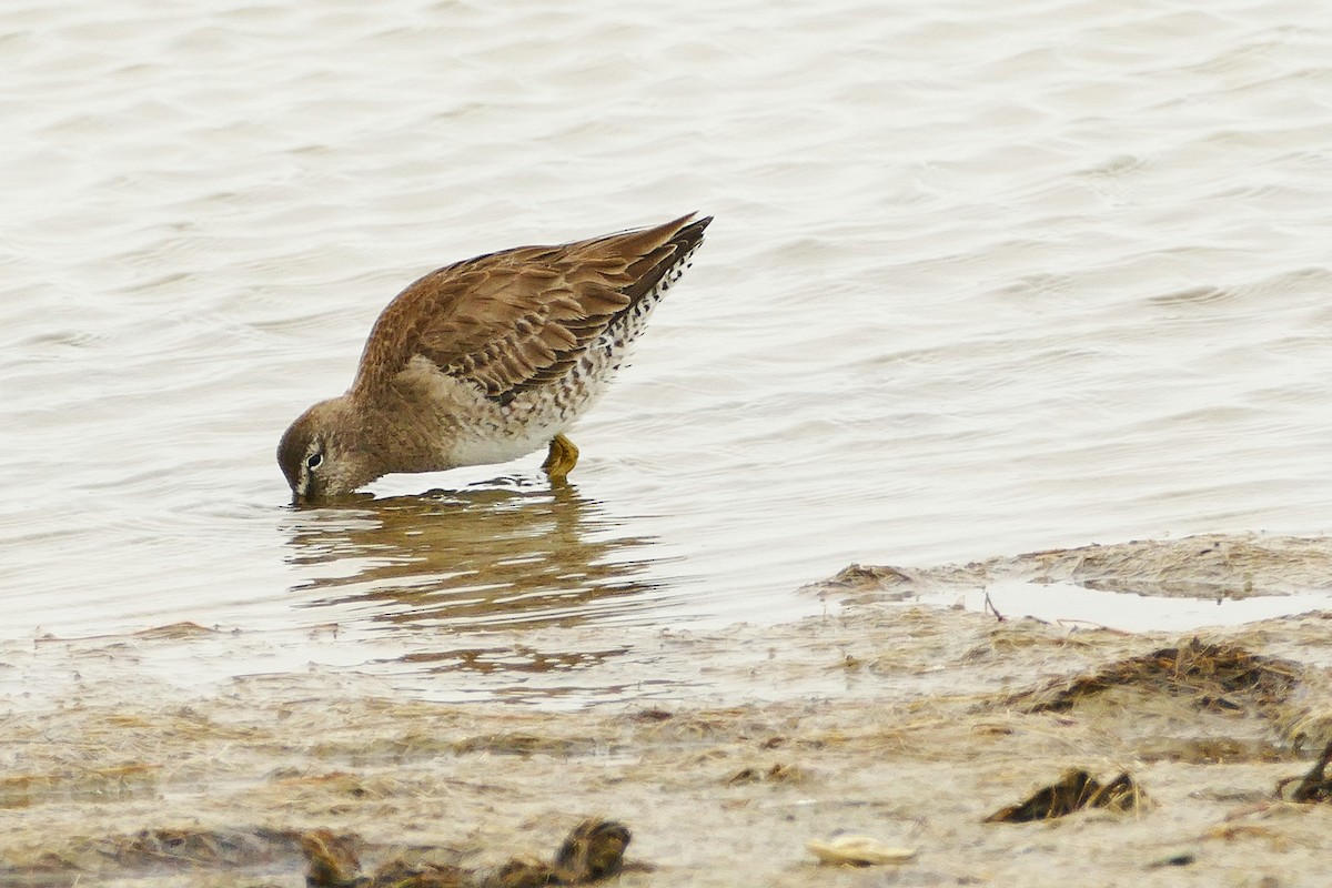 Short-billed Dowitcher (hendersoni) - ML613884231