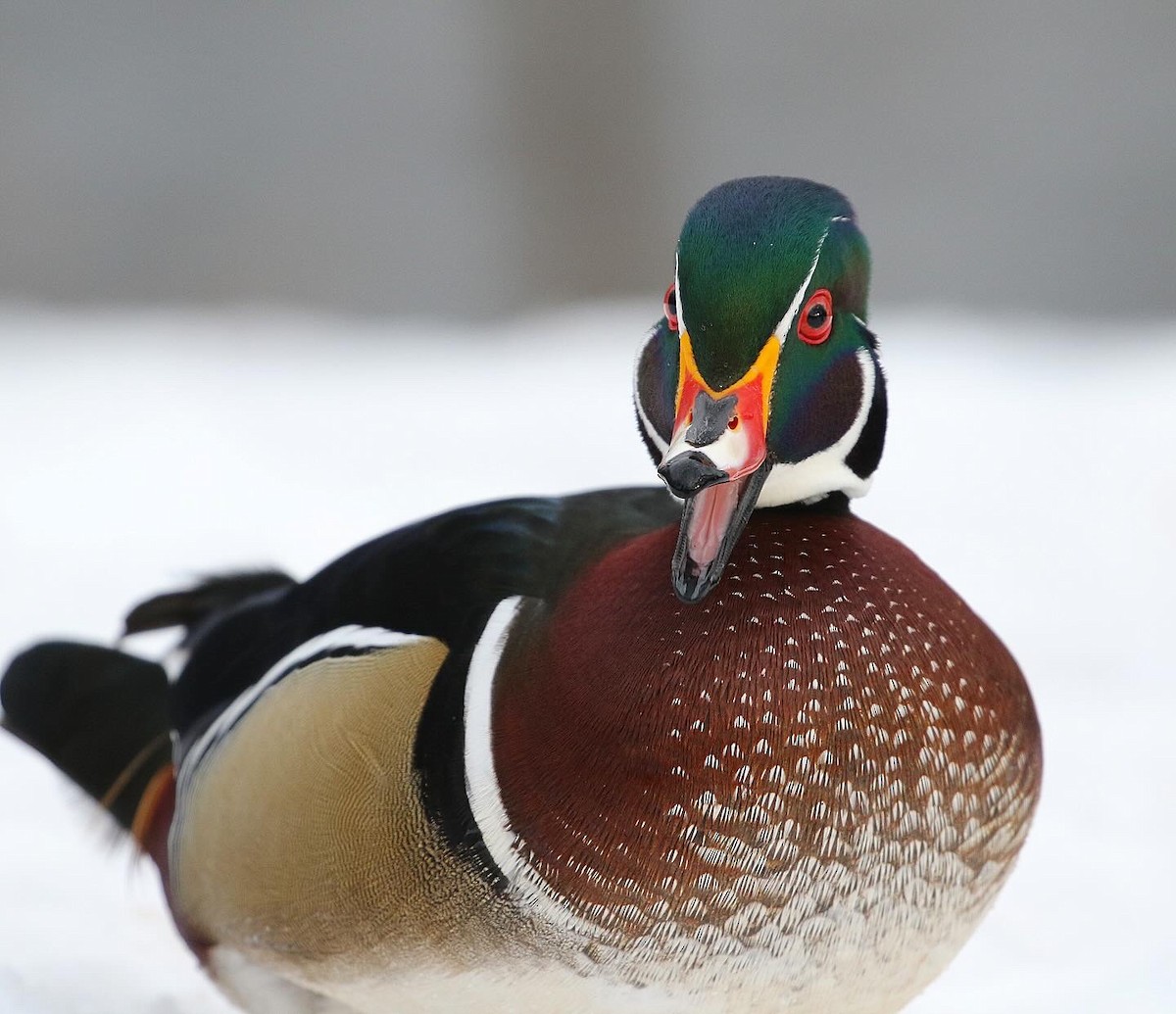 Wood Duck - ML613884318