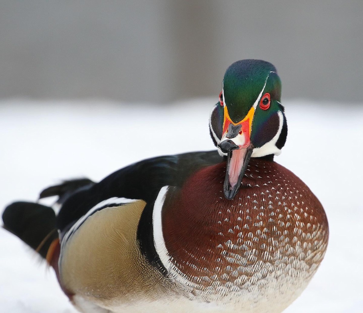 Wood Duck - ML613884319