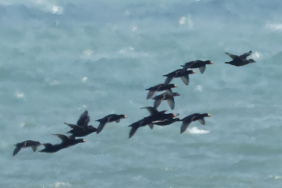 Black Scoter - David Wilson