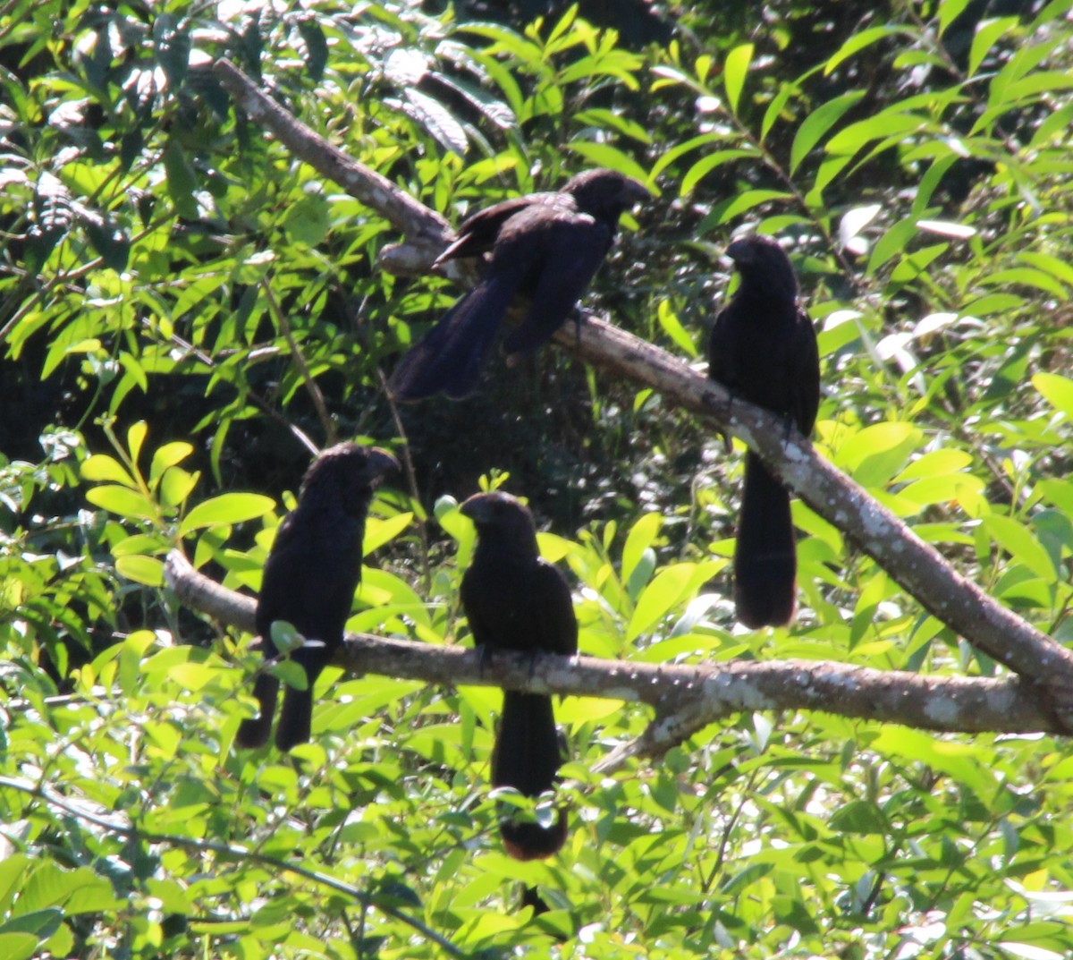 Smooth-billed Ani - ML613884362