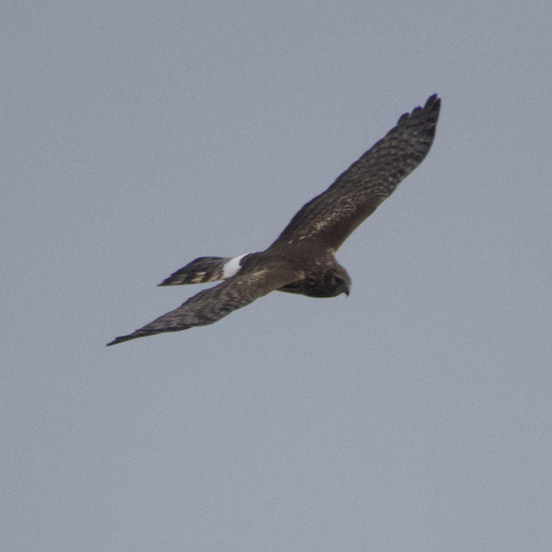 Northern Harrier - ML613884395