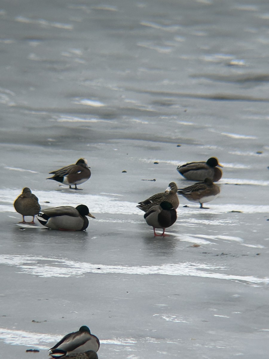 American Wigeon - ML613884424