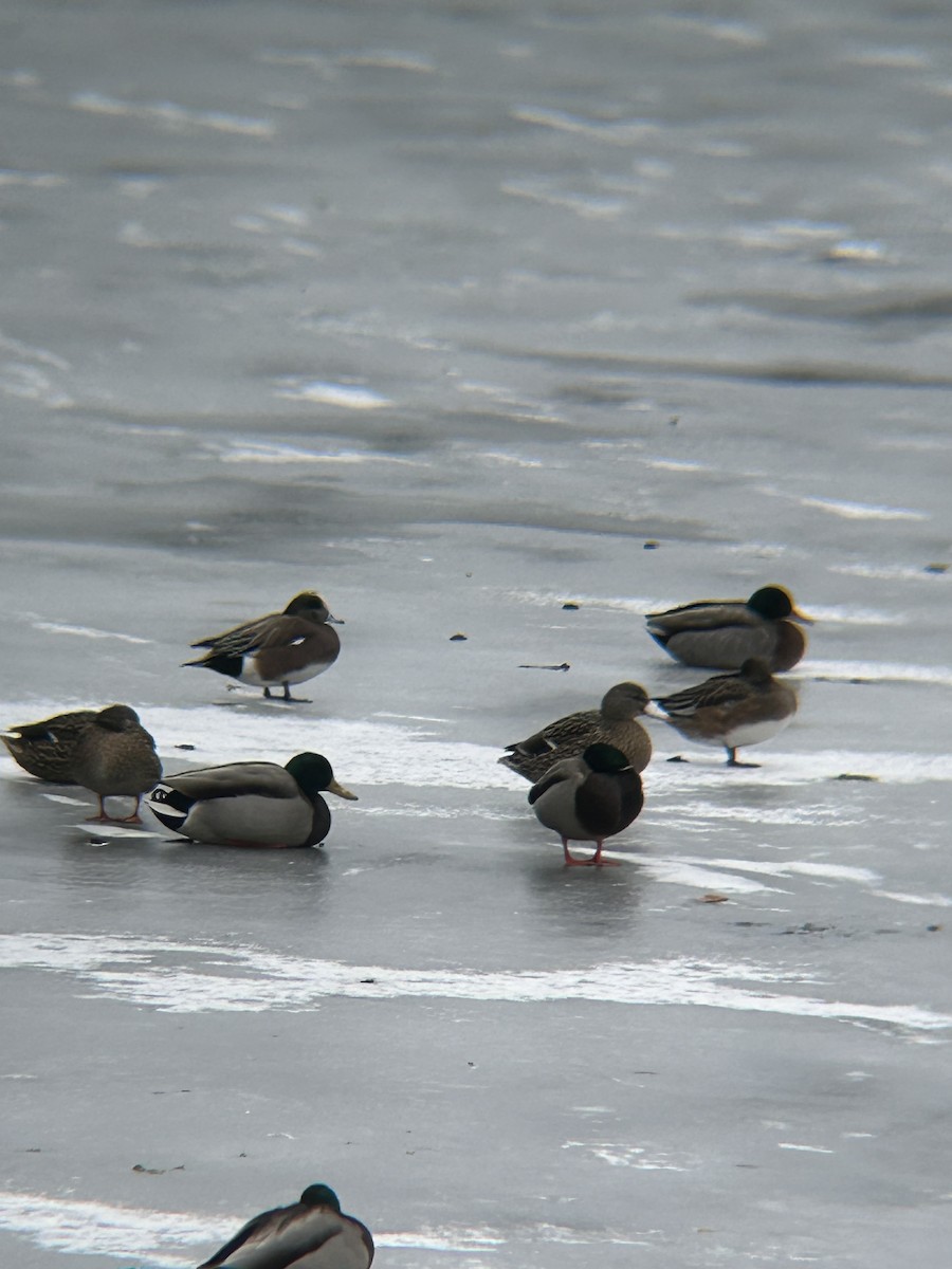 American Wigeon - ML613884426