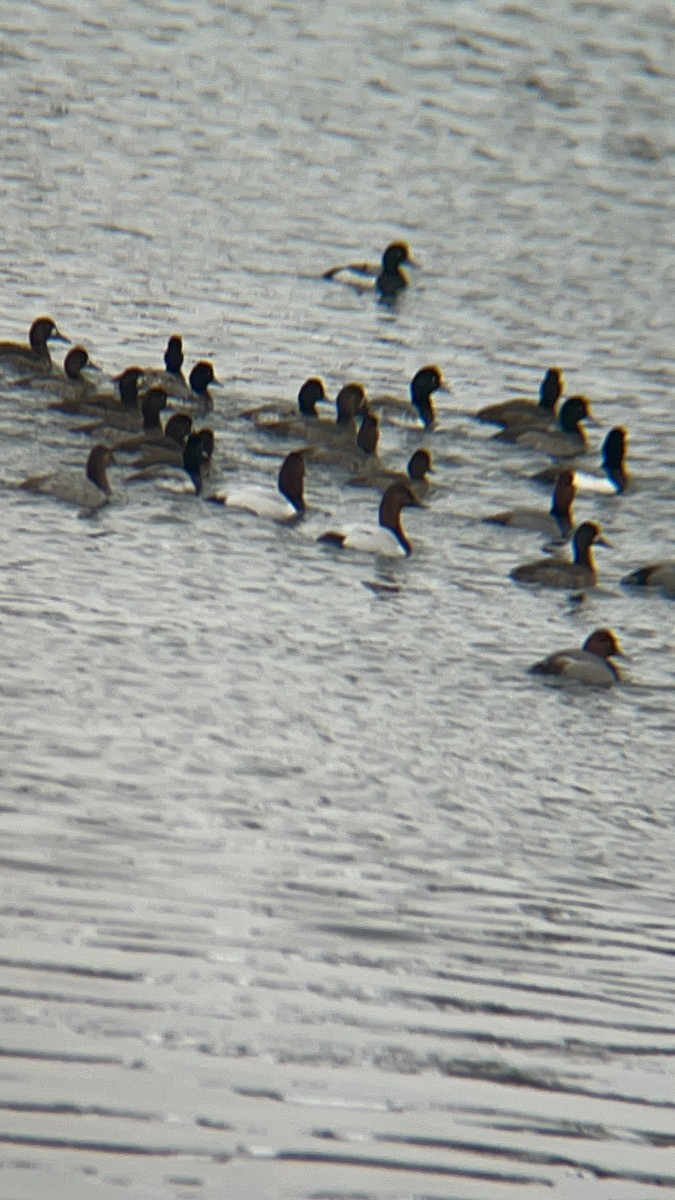 Canvasback - Craig Campeau