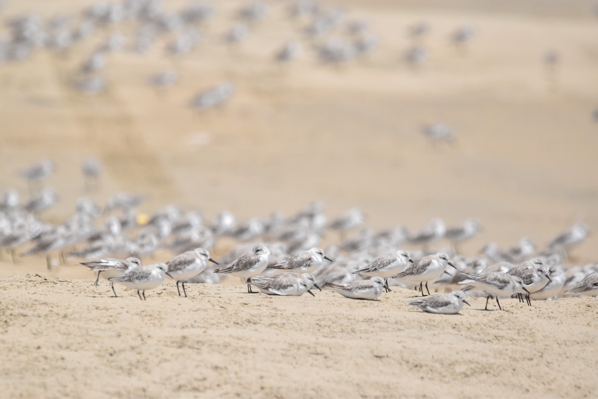 Sanderling - Víctor Hugo Sarabia Sánchez