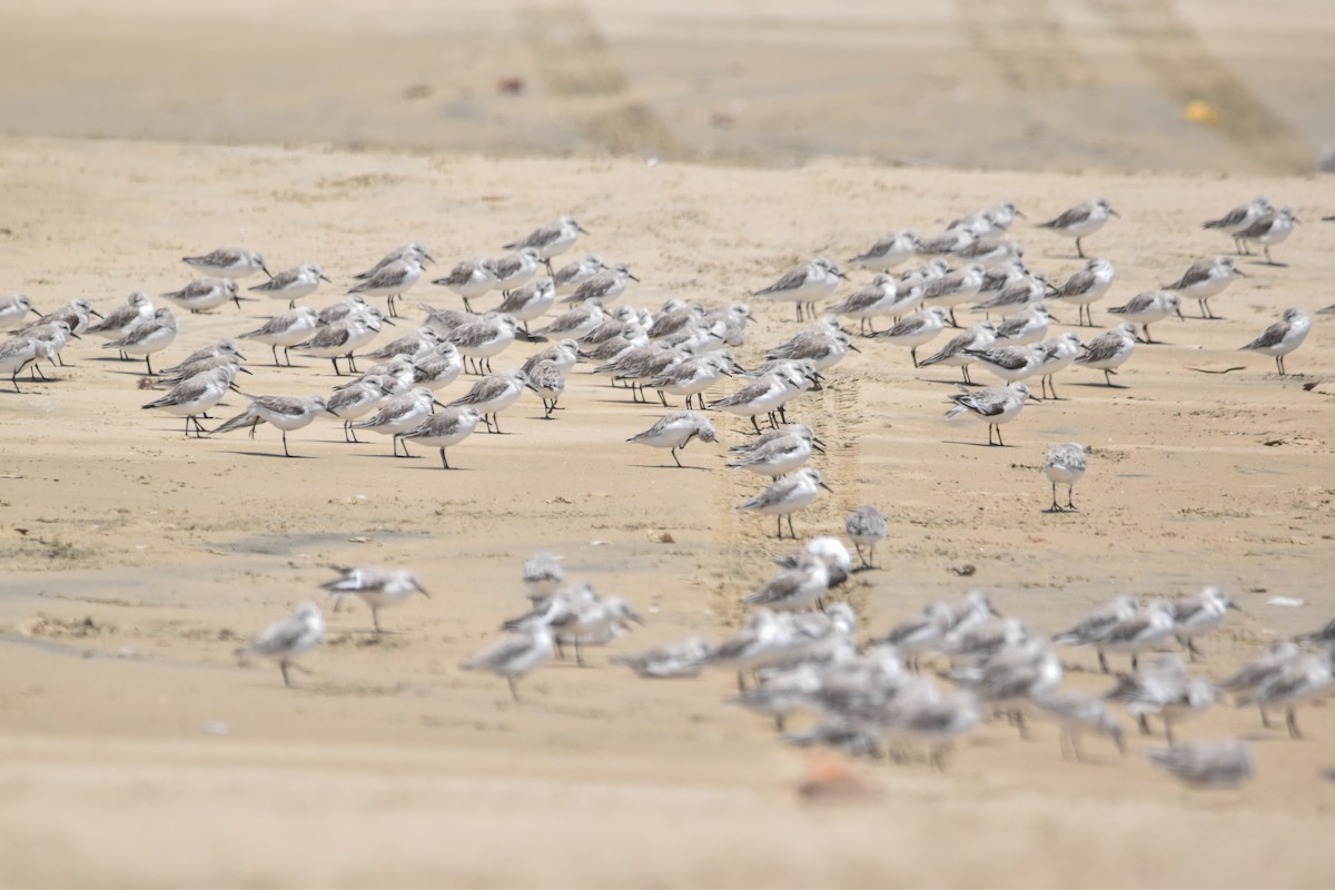 Sanderling - Víctor Hugo Sarabia Sánchez