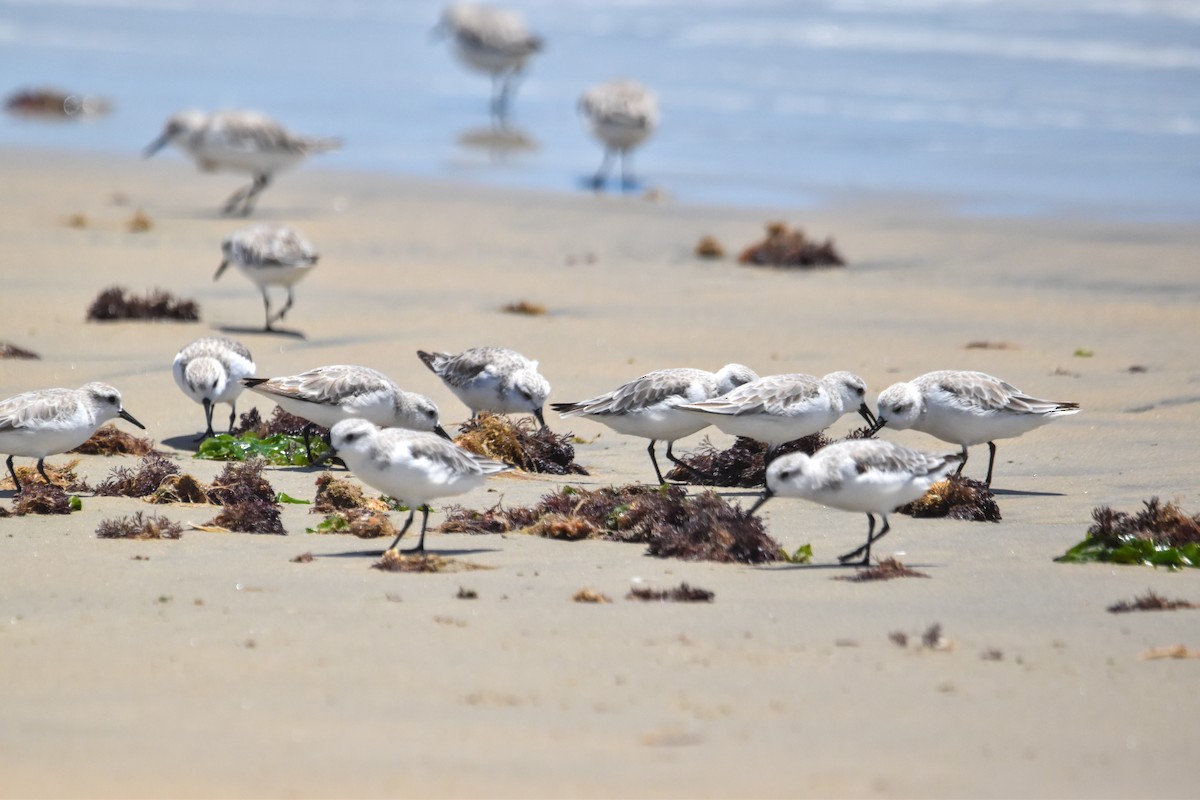 Sanderling - Víctor Hugo Sarabia Sánchez