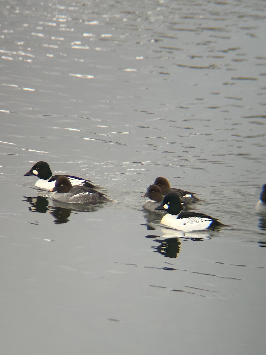 Common Goldeneye - ML613884674