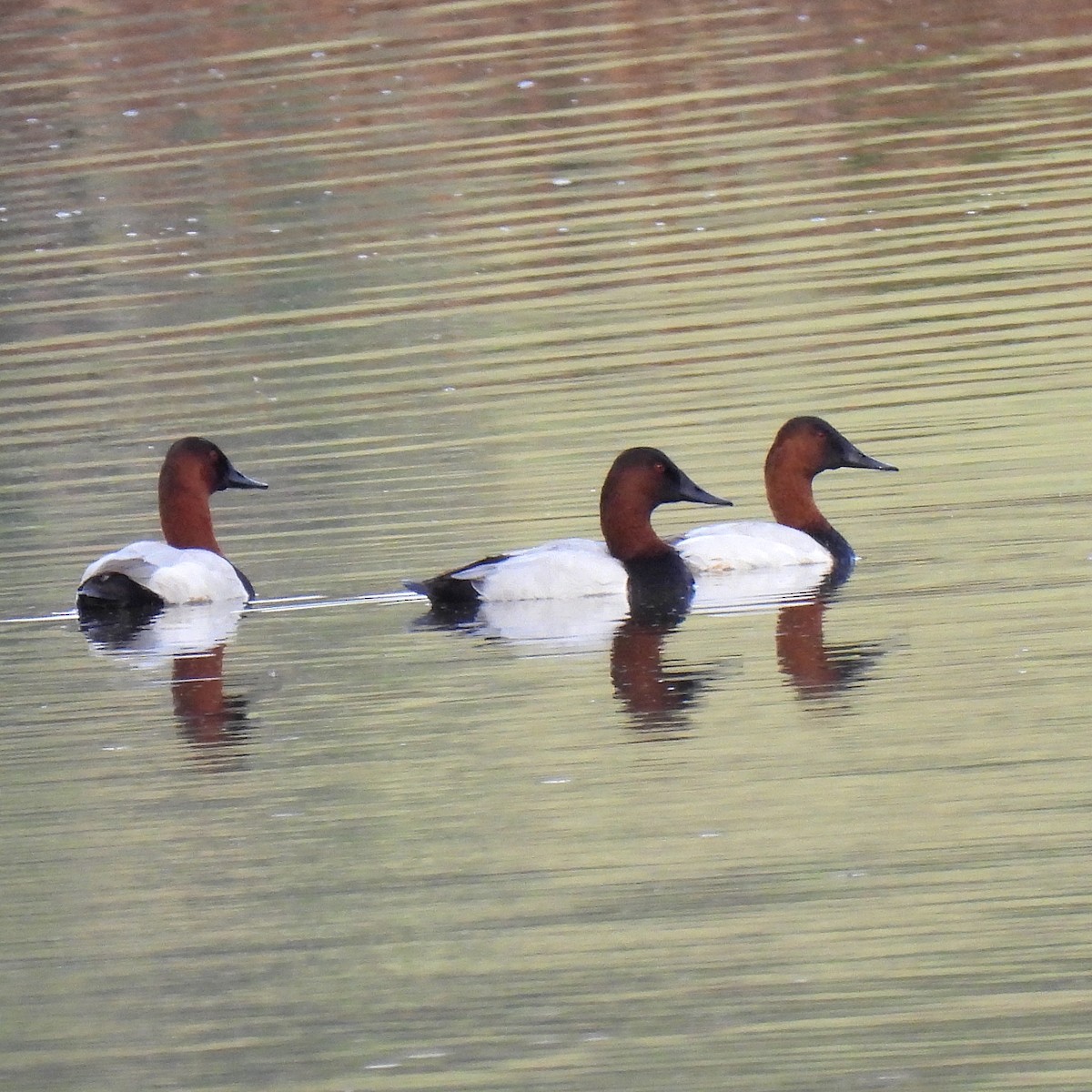 Canvasback - ML613884775