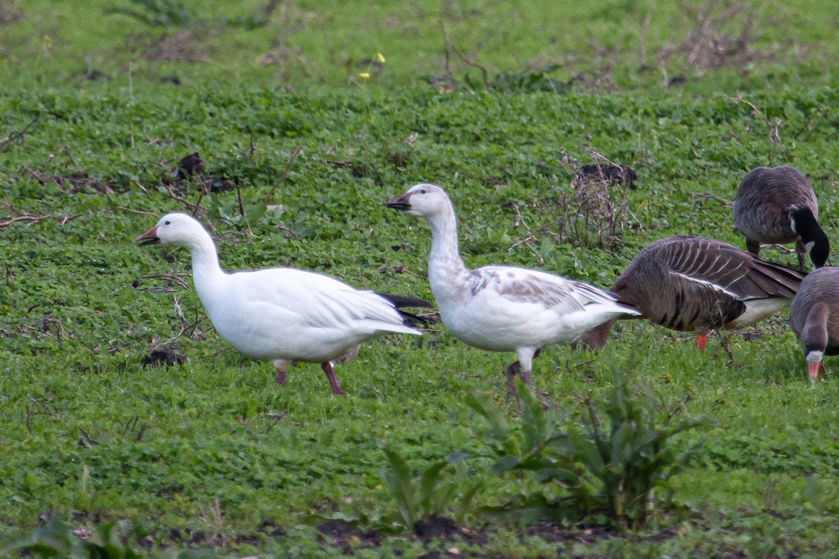 Snow Goose - ML613884786