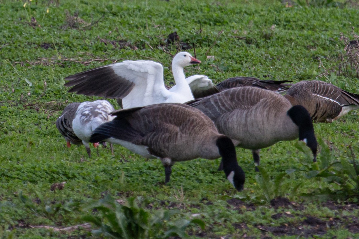 Snow Goose - ML613884798