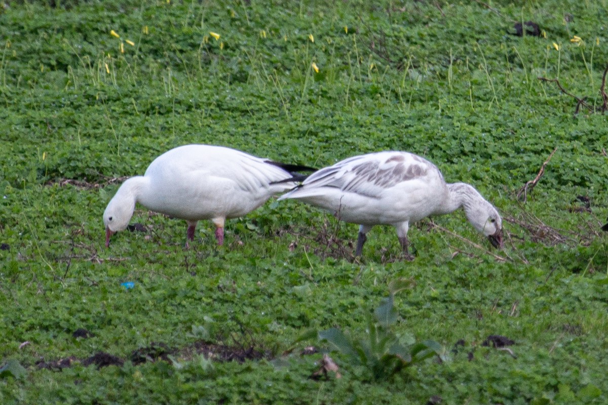 Snow Goose - ML613884799