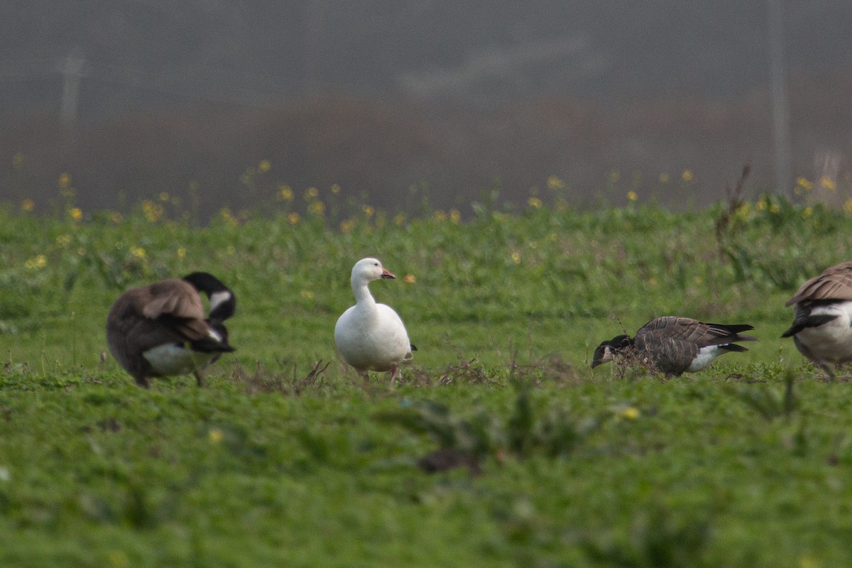 Snow Goose - ML613884800