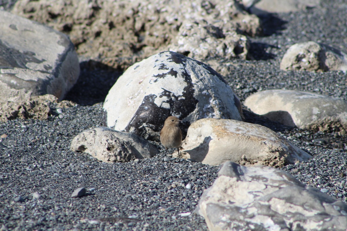 patagonianegrito - ML613884809