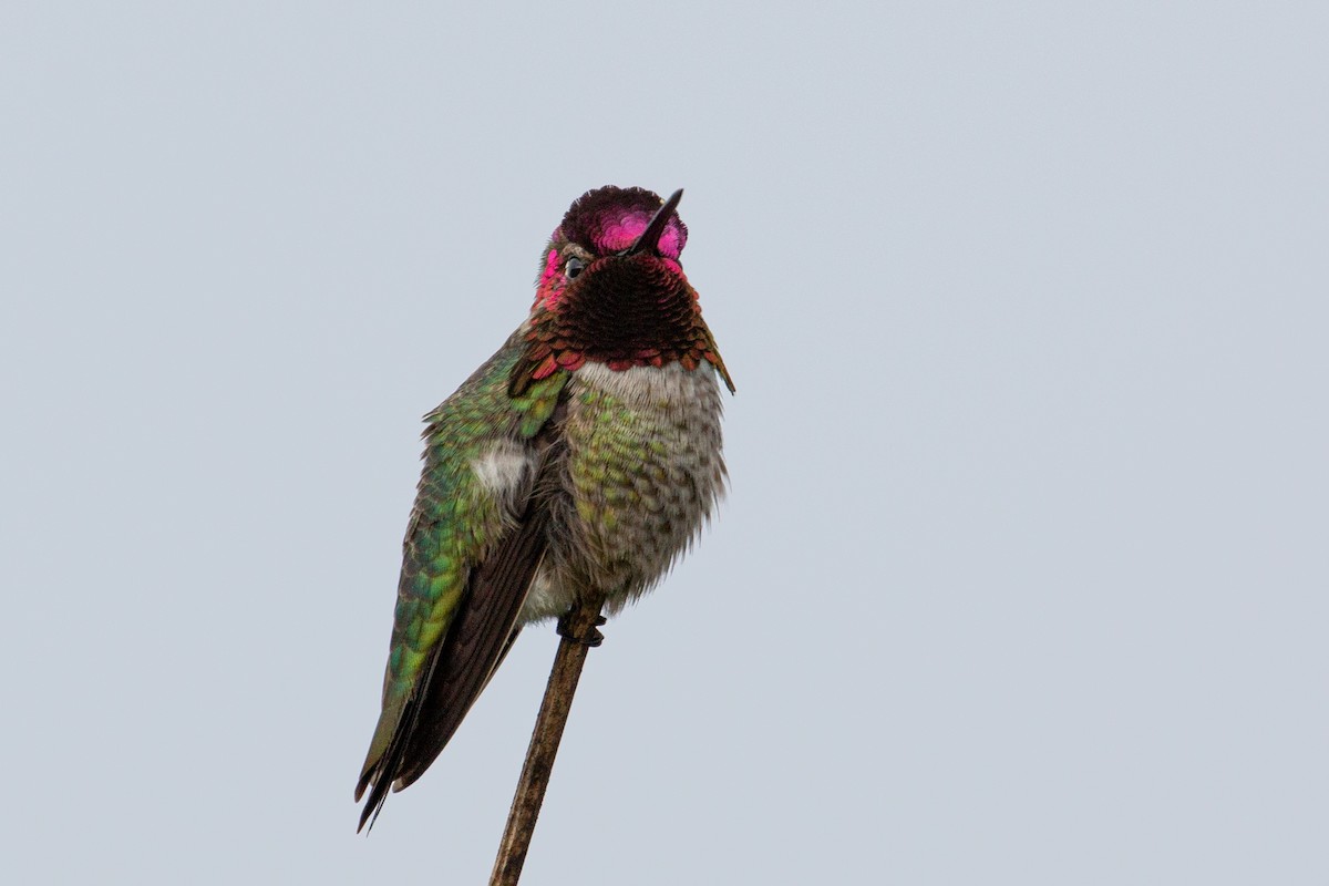 Anna's Hummingbird - ML613884823
