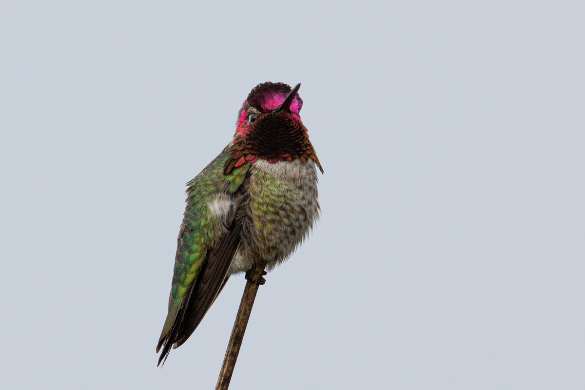 Anna's Hummingbird - Katie Sanborn