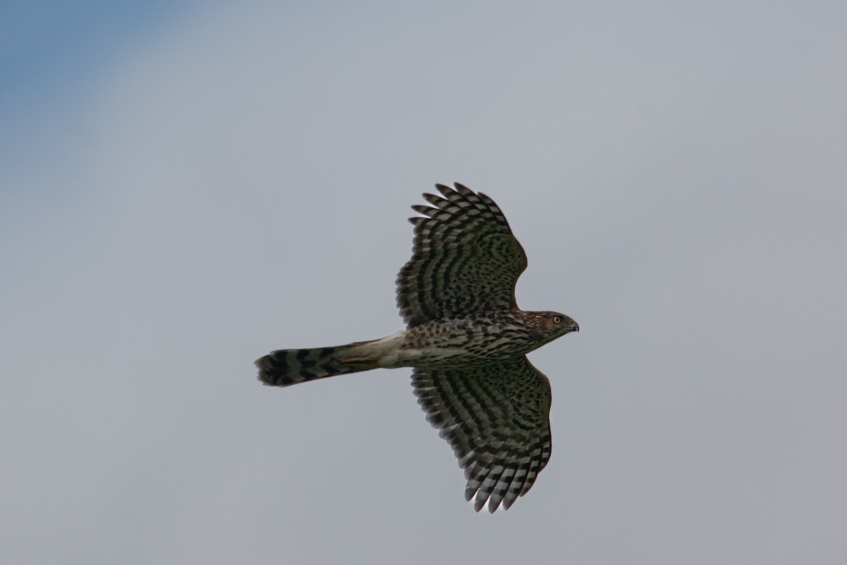 Cooper's Hawk - ML613884833