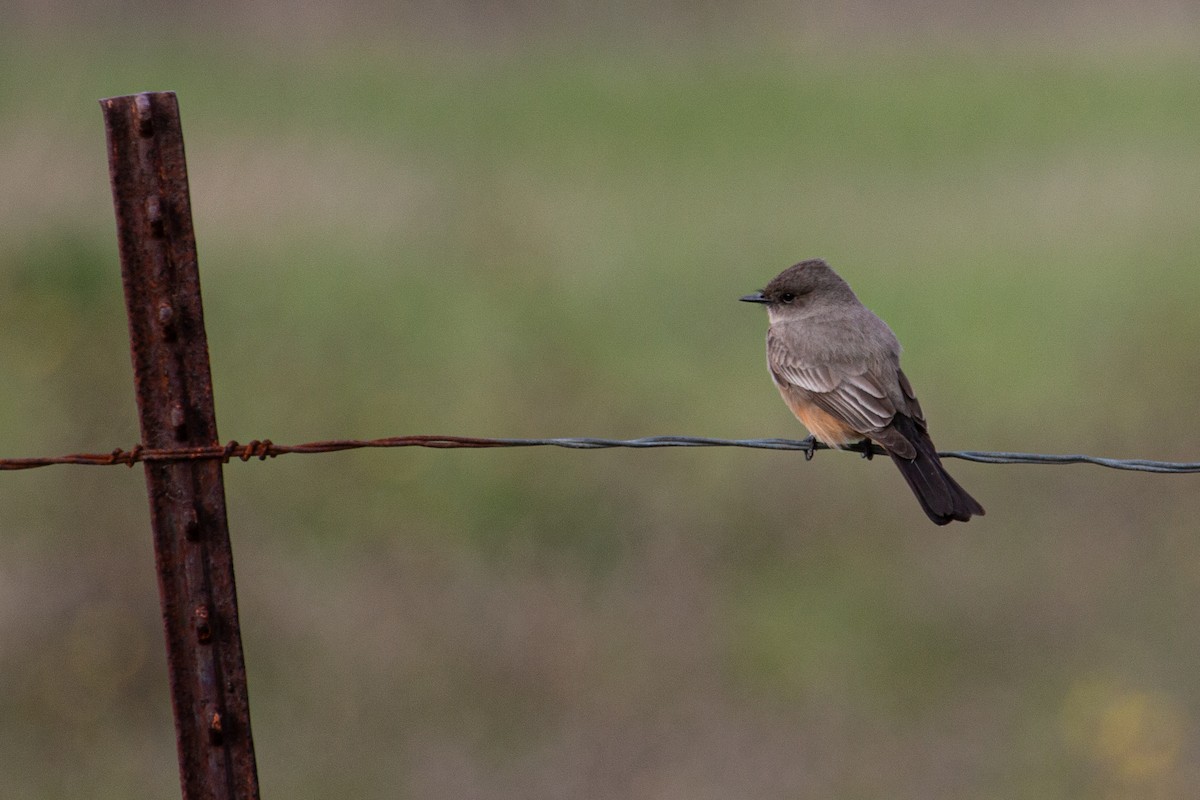 Say's Phoebe - ML613884838