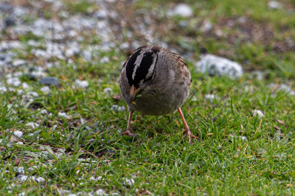 White-crowned Sparrow - ML613884856