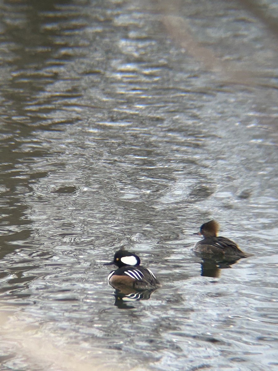 Hooded Merganser - Craig Campeau