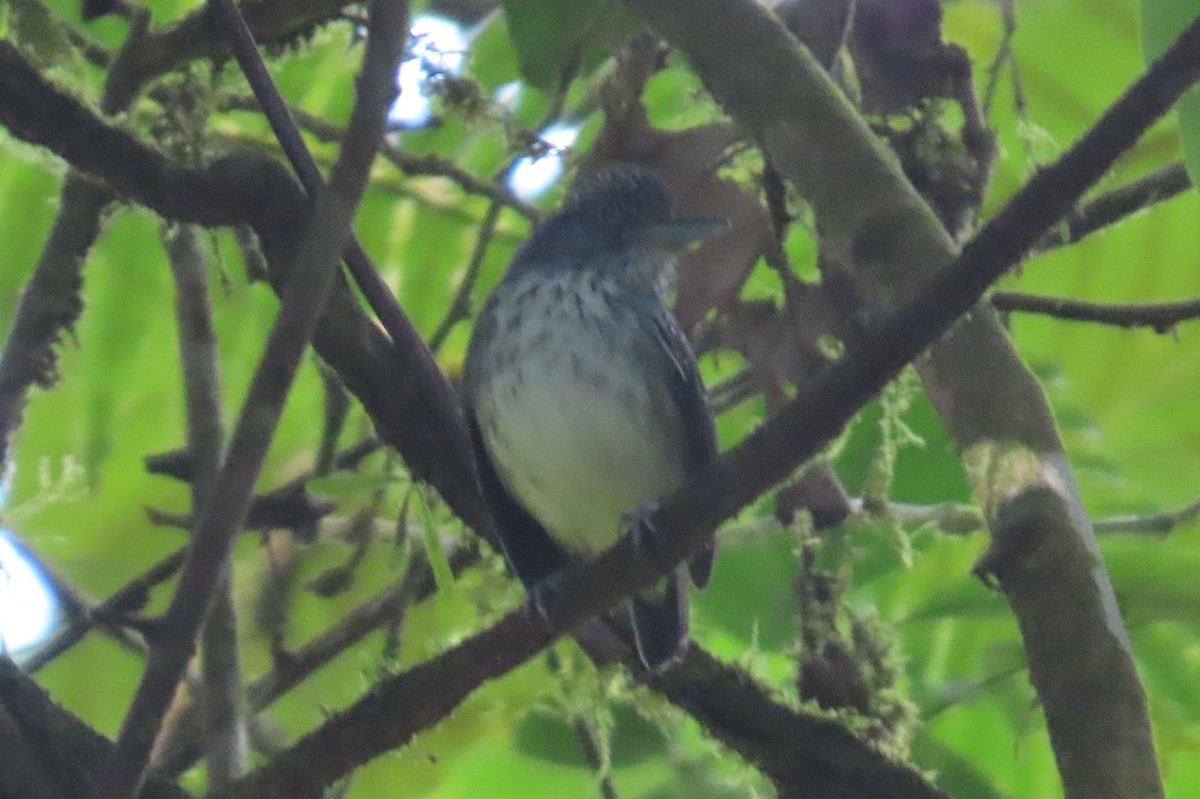 Spot-crowned Antvireo - Paul Nicholson