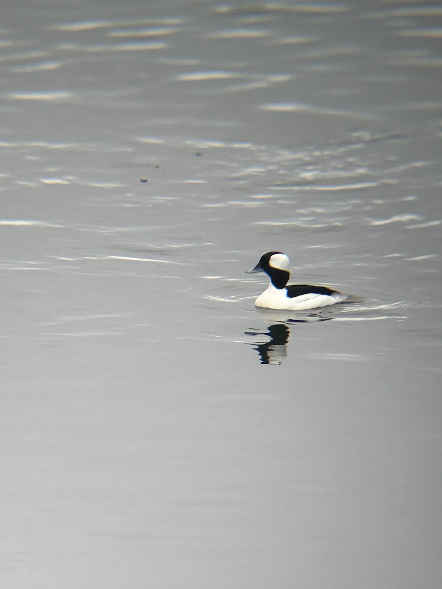 Bufflehead - ML613884904