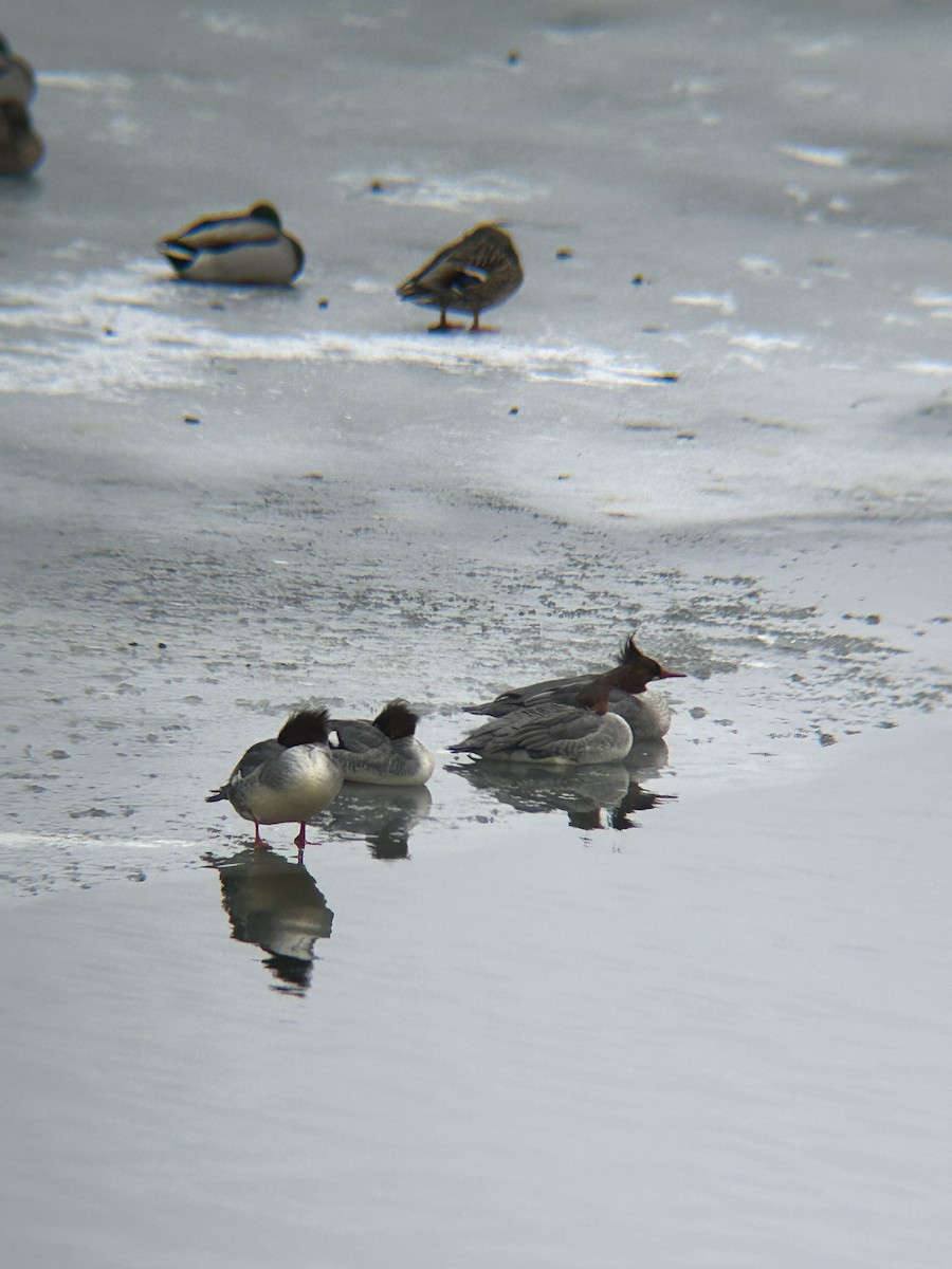 Common Merganser - ML613884932